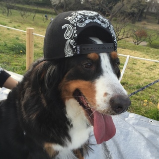 大人しくて頭の良いワンちゃんです！！