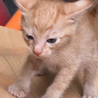 生後1ヶ月過ぎ、茶トラのひなちゃん♀