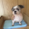 シーズー里親募集