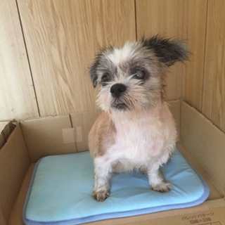 シーズー里親募集