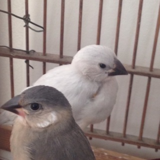 文鳥里親募集中！