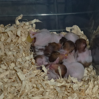 ゴルハムの里親様募集