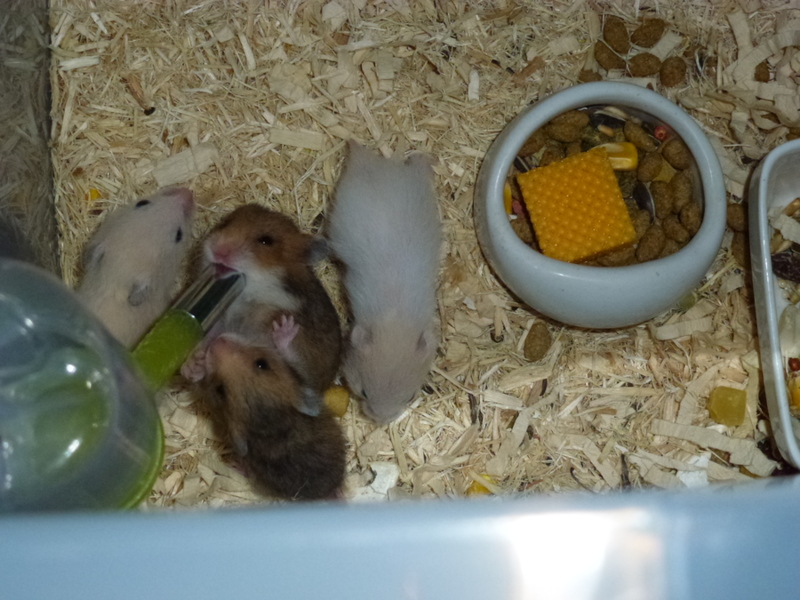 ゴルハムの里親様募集 サムネイル2