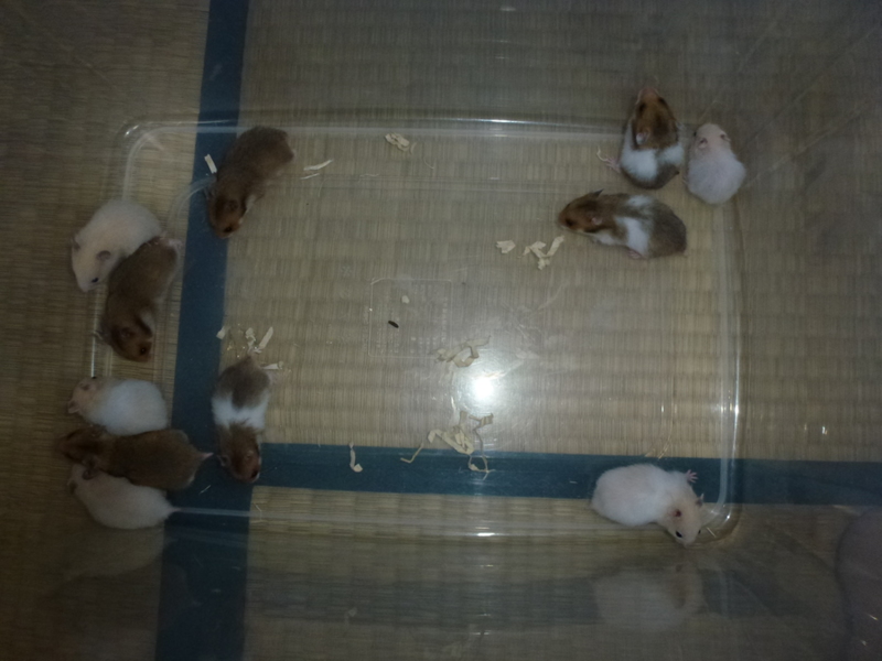 ゴルハムの里親様募集 サムネイル3