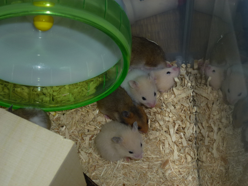 ゴルハムの里親様募集 サムネイル4