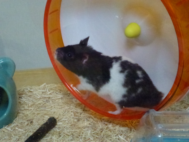 ゴルハムの里親様募集 サムネイル6