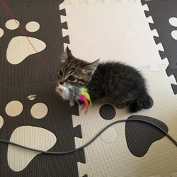 今月初めの寒い日に保護した仔猫