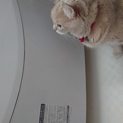 「今日のごはんさん」サムネイル1