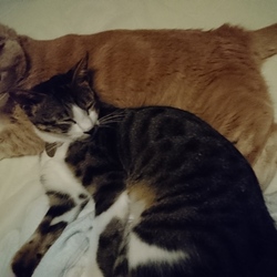 「今日のごはんさん」サムネイル2