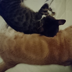 「今日のごはんさん」サムネイル3