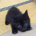 仲良し黒猫きょうだい(雌)