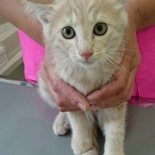 アトリアです。家族募集中