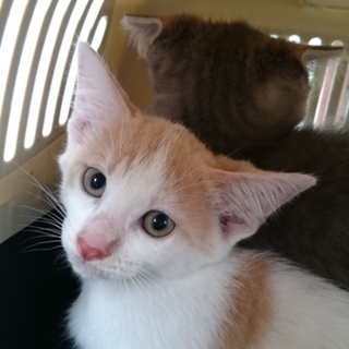 レグルスの家族募集で～す。