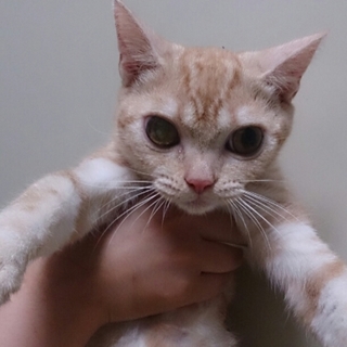 アメショに手を差し伸べていただける方募集。