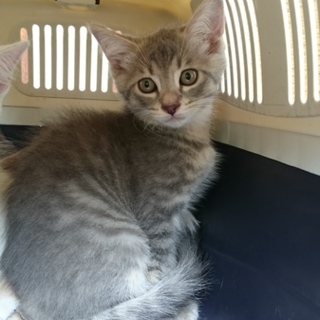 スピカの家族募集中