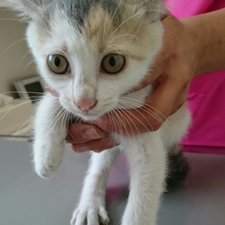 アゲナの家族募集中