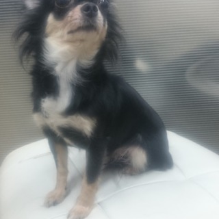 チワワの里親募集です