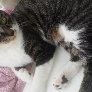 人懐っこいサバトラ君