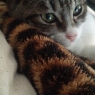 人見知りな可愛い子