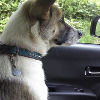 ボクを家族にして下さい