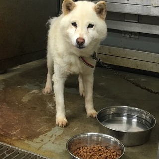 白柴のしぃちゃん！