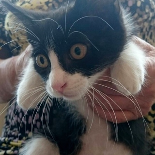 慣れていて抱っこできます。