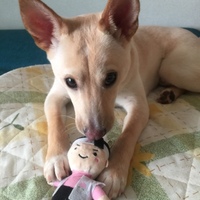 モモ