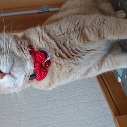 「ごはんさん一時停止」サムネイル1