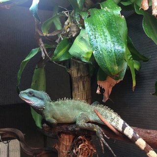 インドシナウォータードラゴンです。