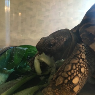 ヒョウモンリクガメのオスです