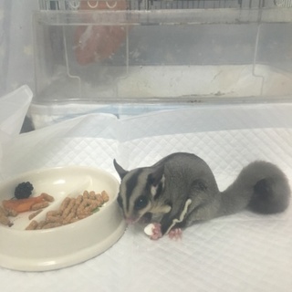 フクロモモンガのメスです。