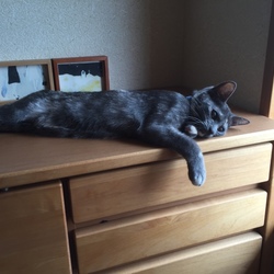 タンスの上でくつろぐ