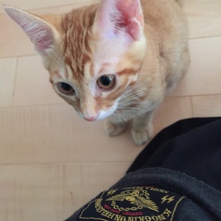 珍しい茶トラのメス 
