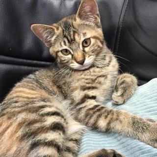 柄の可愛いメス猫