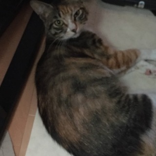 避妊済ミケ猫