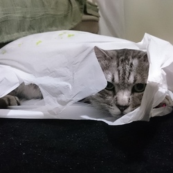 観察したい、そんな時