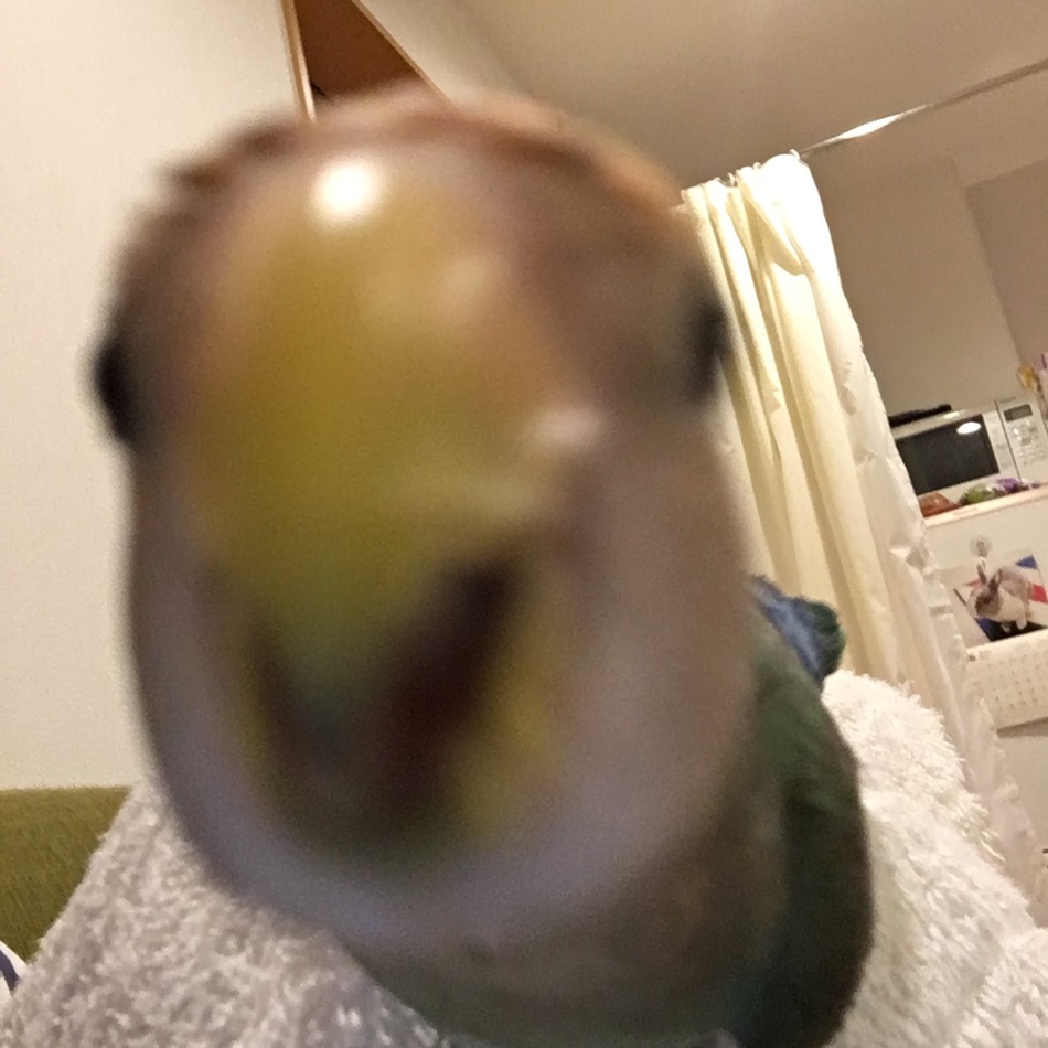 クーのカバー写真