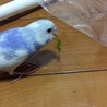 生後2ヶ月 初豆苗！