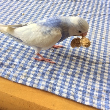 粟穂〜〜⁽⁽ଘ(•ө•)ଓ⁾⁾