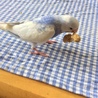 粟穂〜〜⁽⁽ଘ(•ө•)ଓ⁾⁾