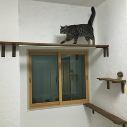 「まこねこ無事に御年1歳」サムネイル2