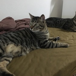 「まこねこ無事に御年1歳」サムネイル3