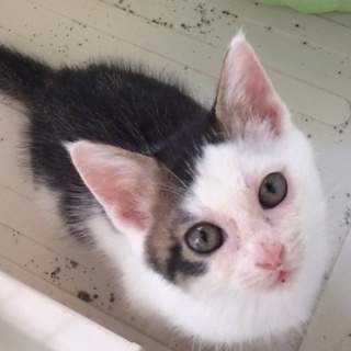 やんちゃなキジ白ちゃん