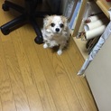 里親募集
