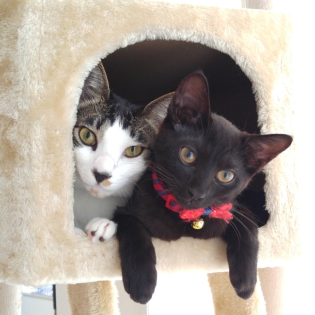 ちにゃにゃのカバー写真