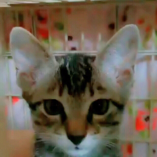 里親募集