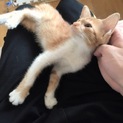 里親募集！保護できる期間に限りがあります>_<