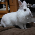 里親募集中です！