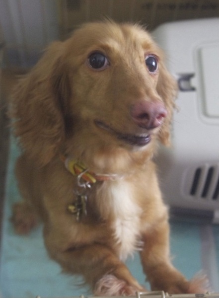 ミニチュアダックス ゴー 埼玉県 犬の里親募集 1138 ペットのおうち 月間利用者150万人