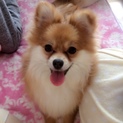 チワラニアン
